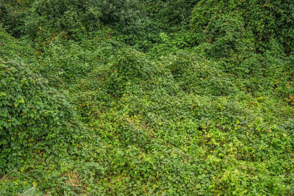 Dense green foliage covering a lush landscape in Wrocław, Poland.