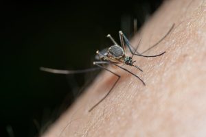 Detailed macro shot of a mosquito on human skin, highlighting nature and insect life.