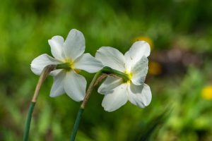 Detailed view of two white narcissus flowers with green background, capturing natural beauty.