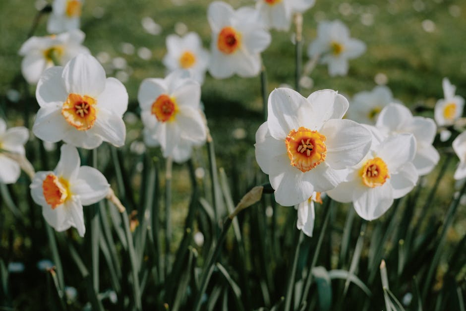 A beautiful close-up of blooming Poet's Narcissus in a sunny flower field.