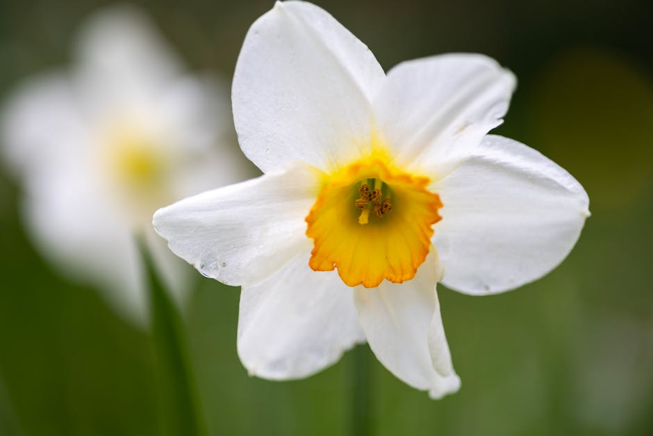 Detailed close-up of a white daffodil with yellow center against a blurred green background.