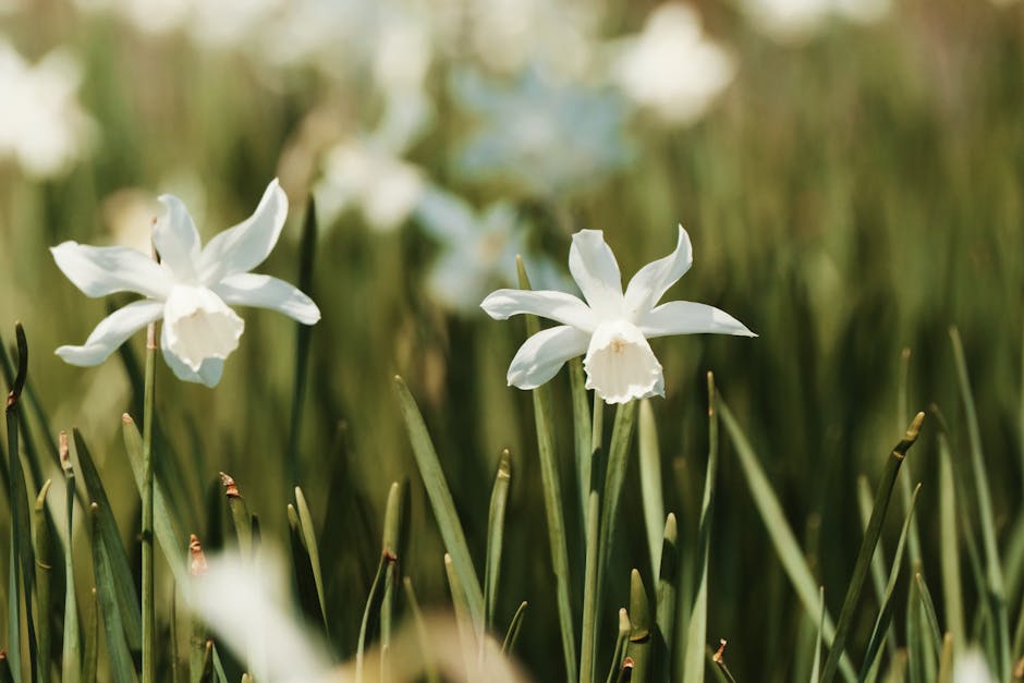 A tranquil scene featuring white daffodils blooming in a sunlit field, symbolizing spring and renewal.