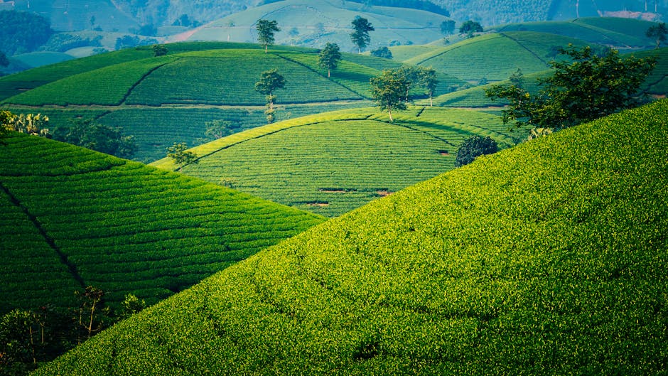 Scenic view of verdant tea fields in Phú Thọ, capturing the serene beauty of lush hills.