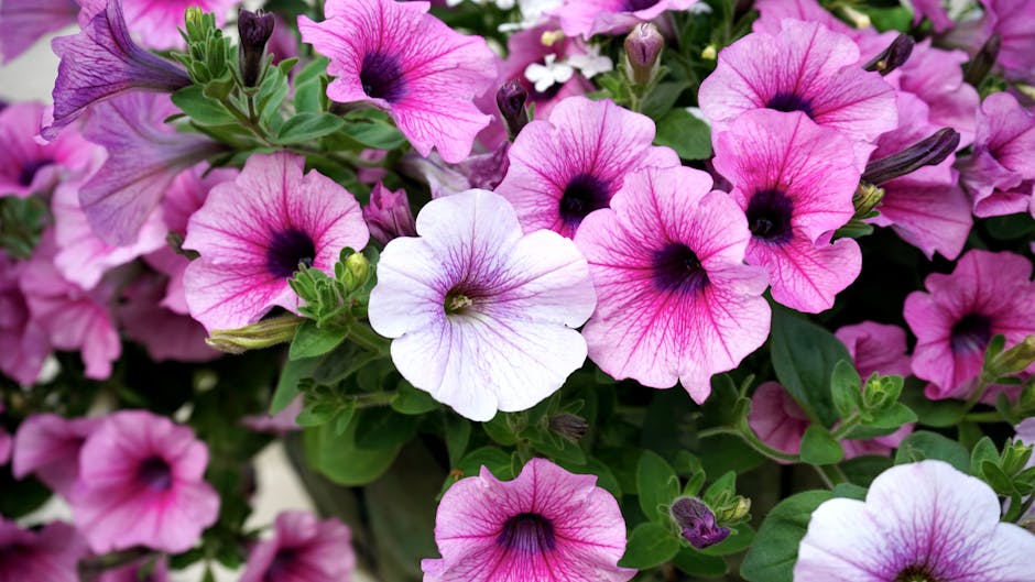 A close-up view of vibrant pink petunias blooming in a garden setting.