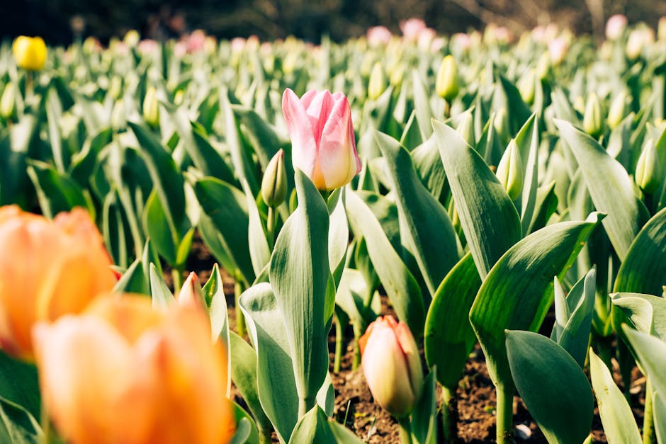 A vibrant field of colorful tulips in bloom under the spring sun in Hangzhou, China.