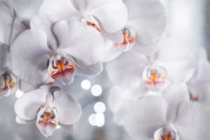 Close-up of stunning white orchids with soft focus and bokeh background.