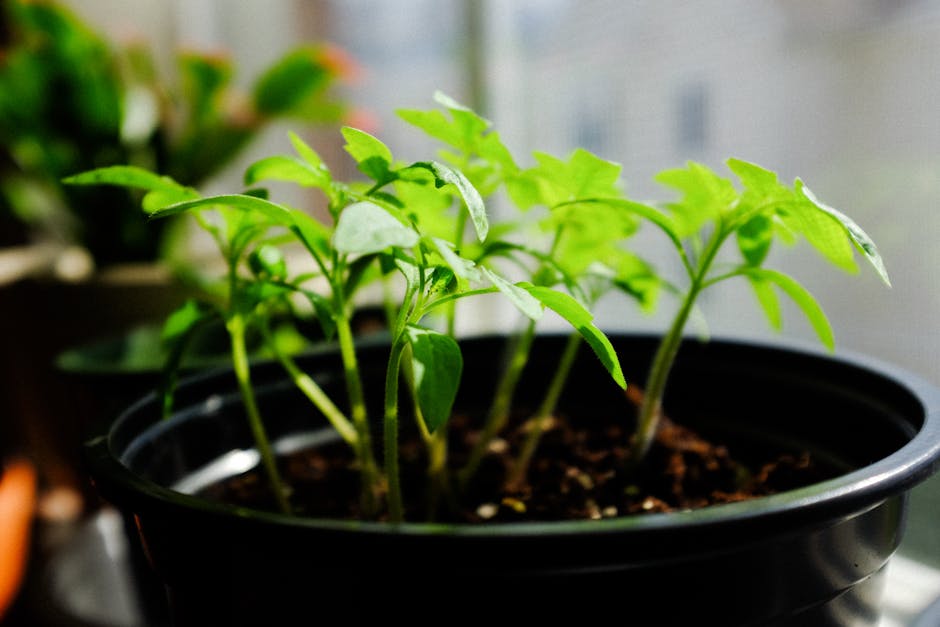 Colorful plant with thin stems and green leaves growing in plastic pot in daylight