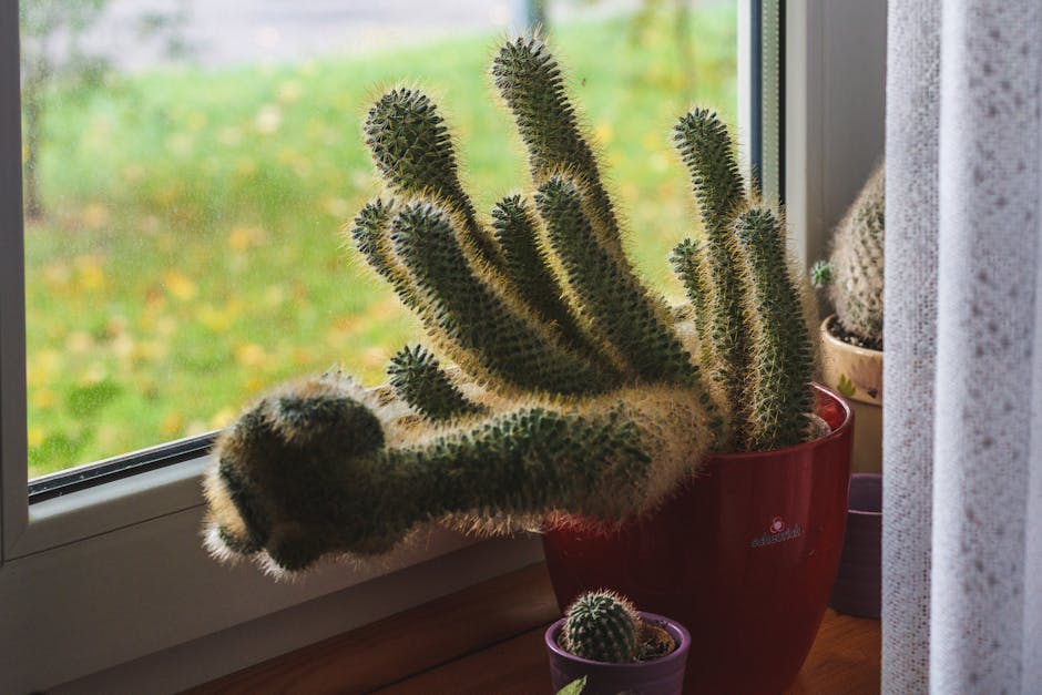 Close-up of potted cactus plants by a window, bathed in daylight.