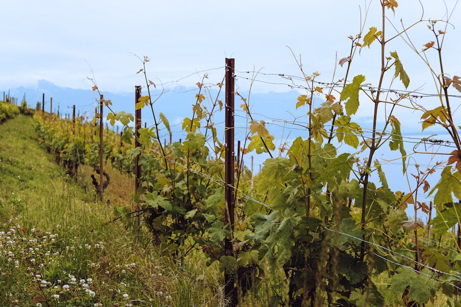 Beautiful vineyard with grapevines in Switzerland showcasing rural agricultural landscape.