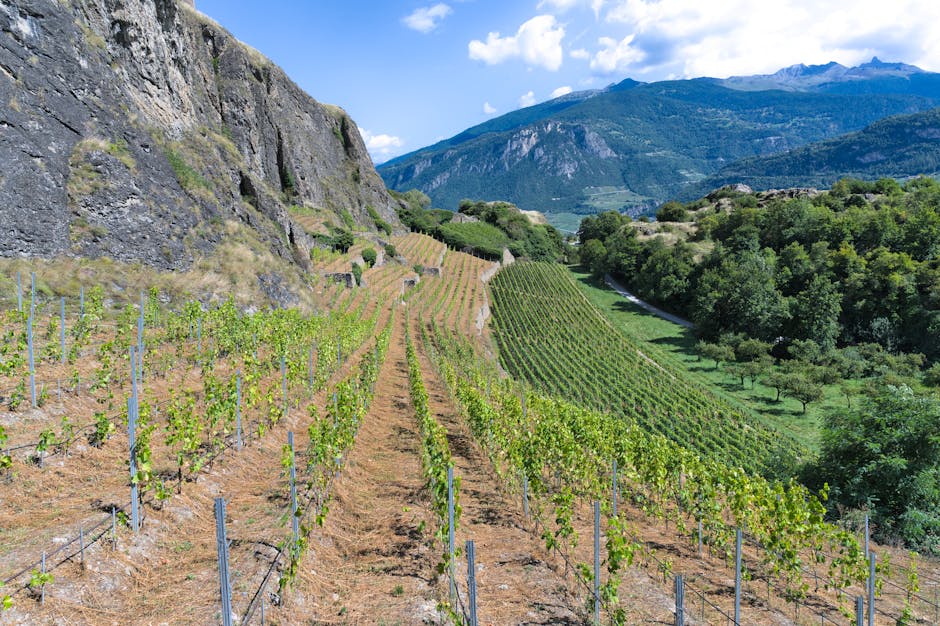 Lush vineyard on a sunny day with majestic Swiss Alps backdrop.