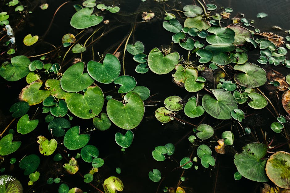 Lush green lily pads float peacefully on a dark, serene pond surface.