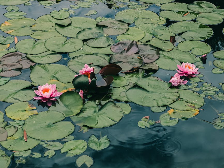 A peaceful pond with blooming pink lotus flowers and lush green lily pads.