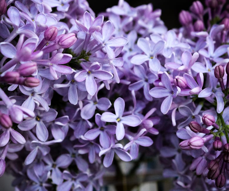 A stunning close-up of purple lilac flowers showcasing their vibrant blooms and intricate details.