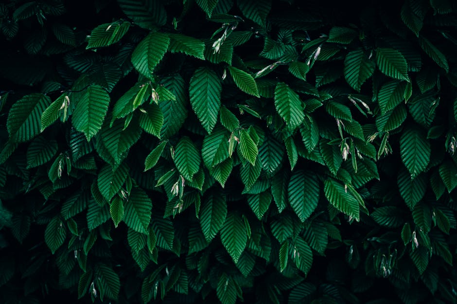 Close-up of rich green pleated leaves forming dense foliage, creating a vibrant natural texture.
