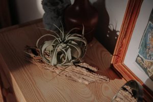A beautiful air plant arranged on wood, highlighted by warm natural light on a wooden cabinet.