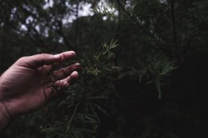 Crop unrecognizable male touching branch of lush Podocarpus lambertii evergreen tree in dark forest