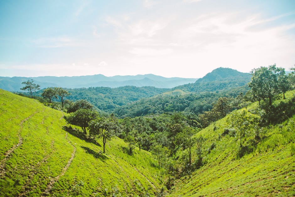 Beautiful landscape of lush green hills and trees in Lâm Đồng, Việt Nam.