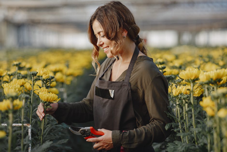 A female gardener tends to yellow Chrysanthemums in a greenhouse setting, showcasing horticulture practice.
