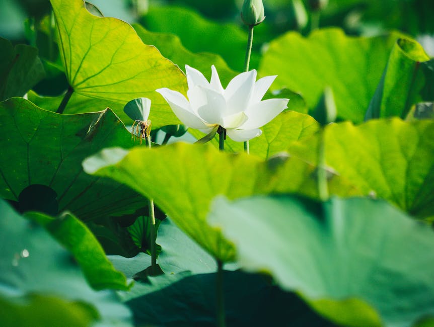 Beautiful white lotus flower surrounded by lush green leaves in a tranquil pond in Quy Nhơn, Vietnam.