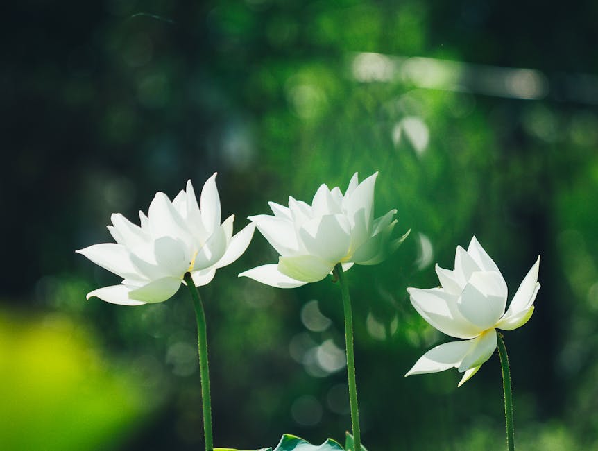 Three beautiful white lotus flowers blooming in Quy Nhơn, Vietnam.