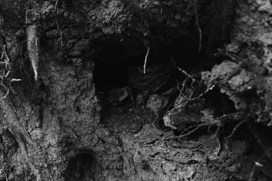  Sang Chậu và Thay Đất Cho Cây