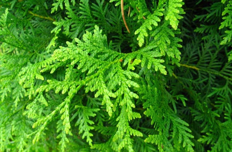 Cây Trắc Bách Diệp