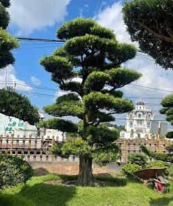 Cây Tùng La Hán Vạn Niên Tùng