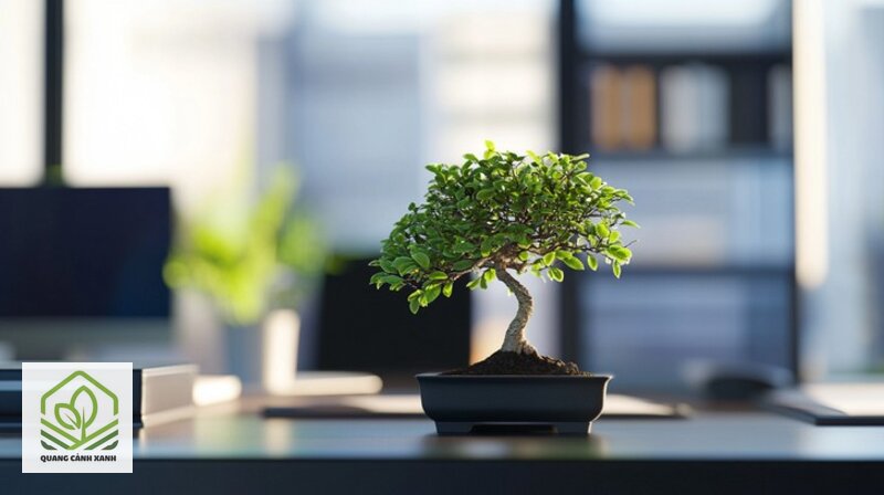 Cây bonsai để bàn làm việc - Luân phiên đưa cây ra chỗ sáng — cách khả thi nhất Cây bonsai để bàn làm việc - Luân phiên đưa cây ra chỗ sáng — cách khả thi nhất
