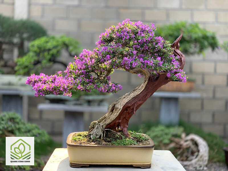 Cây bonsai để bàn làm việc - Bảng loài gợi ý và nhóm nên tránh Cây bonsai để bàn làm việc - Bảng loài gợi ý và nhóm nên tránh