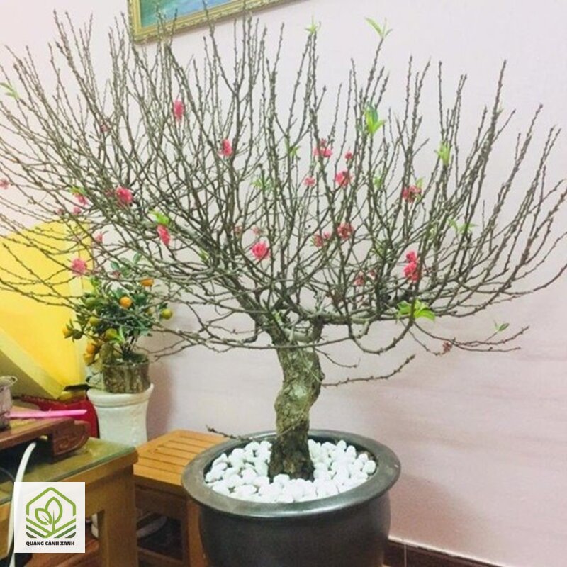 Cây cảnh chơi Tết 2027 nên trồng sớm - Giá và chất lượng cây lệch nhau rất rõ