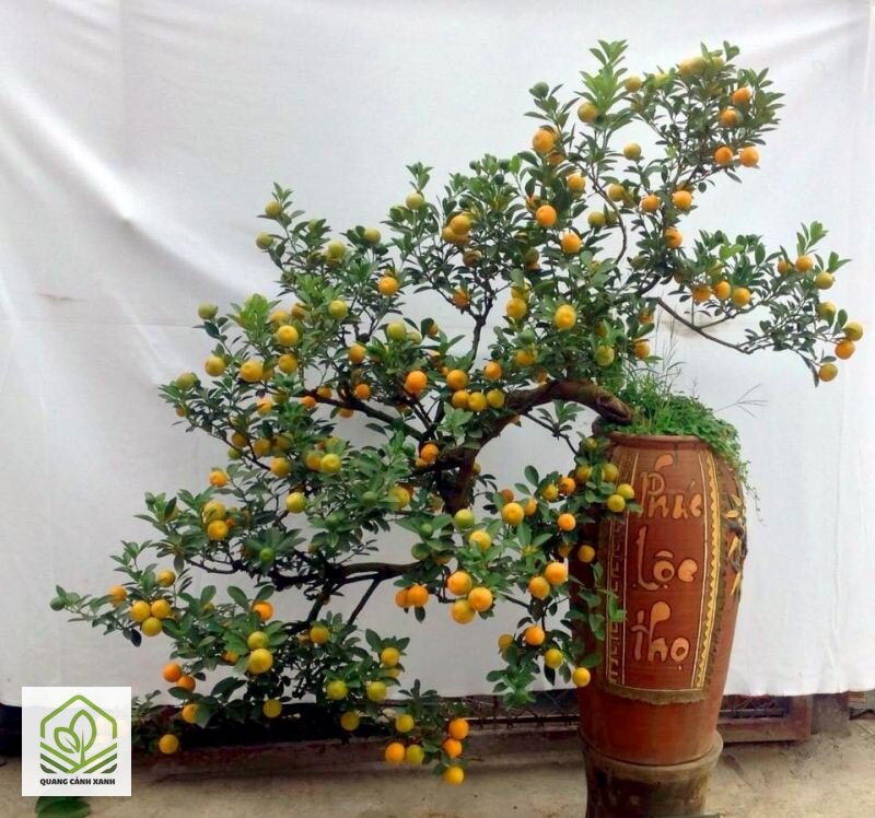 Cây cảnh chơi Tết 2027 nên trồng sớm - Nhóm cây theo thời gian cần chuẩn bị
