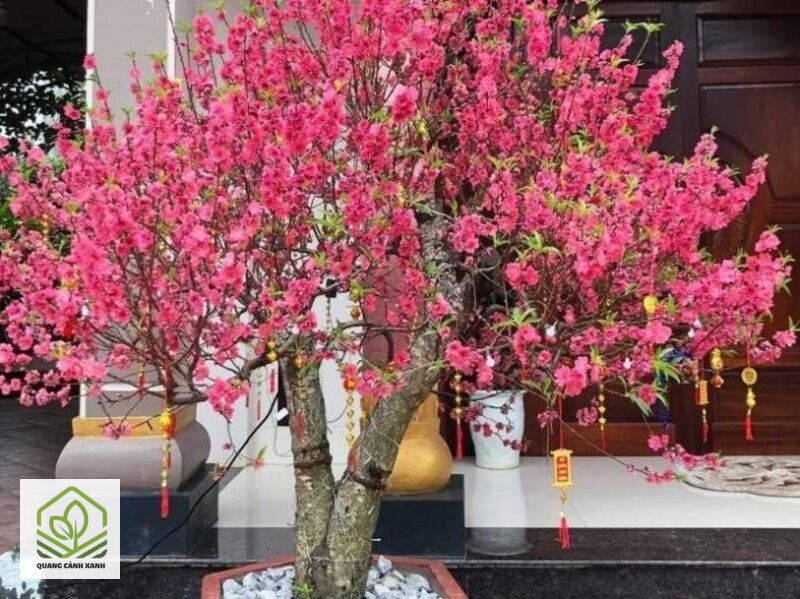 Cây cảnh chơi Tết 2027 nên trồng sớm - Chọn cây theo vị trí trong nhà dịp Tết