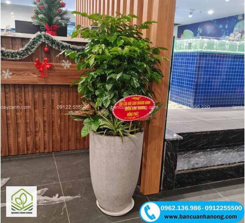 Cây cảnh khai trương mùa thu - Cây khai trương khác cây tặng nhà ở chỗ nào Cây cảnh khai trương mùa thu - Cây khai trương khác cây tặng nhà ở chỗ nào