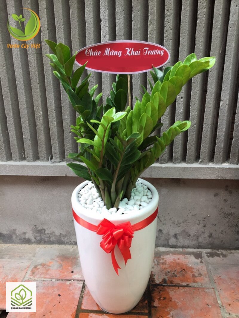 Cây cảnh khai trương mùa thu - Cho cây thích nghi trước khi bày ra Cây cảnh khai trương mùa thu - Cho cây thích nghi trước khi bày ra