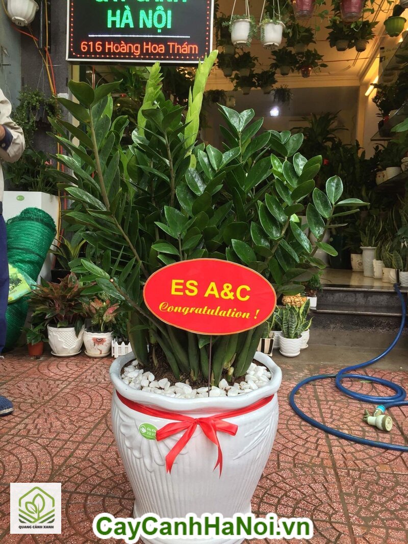 Cây cảnh khai trương mùa thu - Quán cafe và nhà hàng Cây cảnh khai trương mùa thu - Quán cafe và nhà hàng
