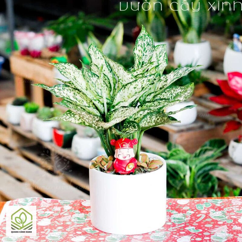 Cây cảnh tặng phụ nữ ý nghĩa - Cây cảnh tặng phụ nữ ý nghĩa cho ba chỗ đặt phổ biến Cây cảnh tặng phụ nữ ý nghĩa - Cây cảnh tặng phụ nữ ý nghĩa cho ba chỗ đặt phổ biến