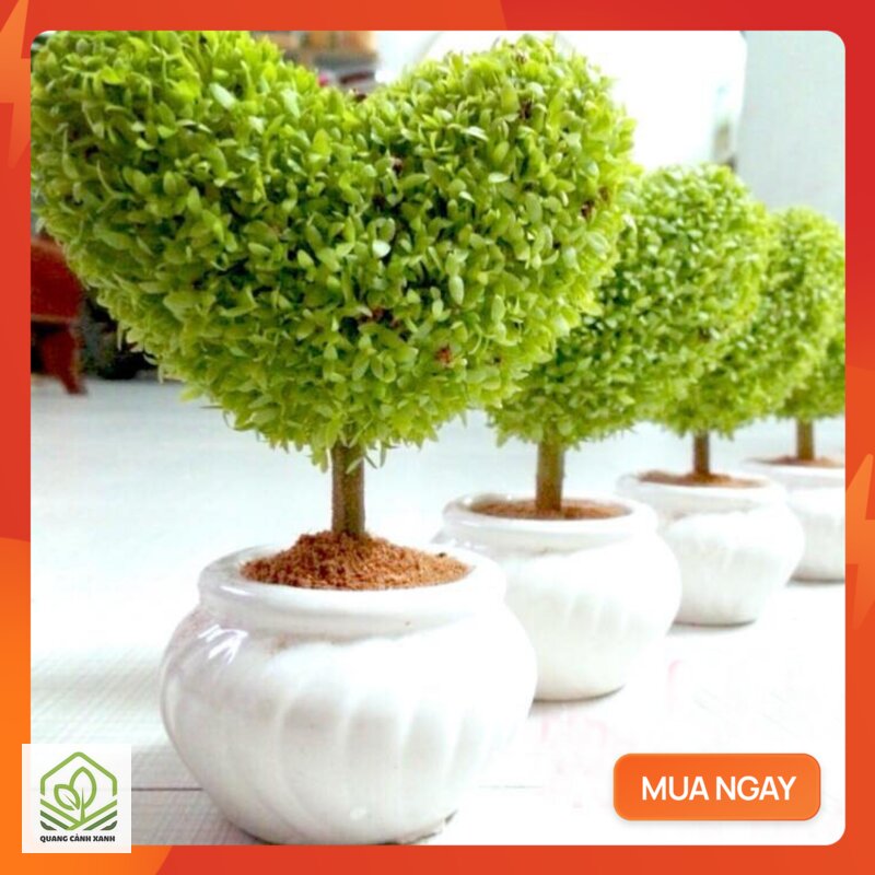 Cây cảnh tặng phụ nữ ý nghĩa - Nhóm được gán ý bền bỉ, vững vàng Cây cảnh tặng phụ nữ ý nghĩa - Nhóm được gán ý bền bỉ, vững vàng