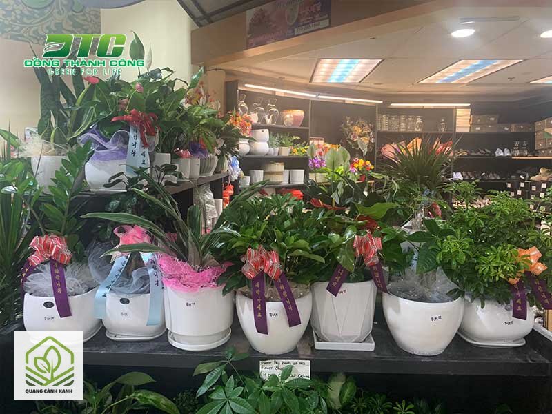 Cây cảnh tặng phụ nữ ý nghĩa - Nhóm được gán ý thanh lịch, dịu dàng Cây cảnh tặng phụ nữ ý nghĩa - Nhóm được gán ý thanh lịch, dịu dàng