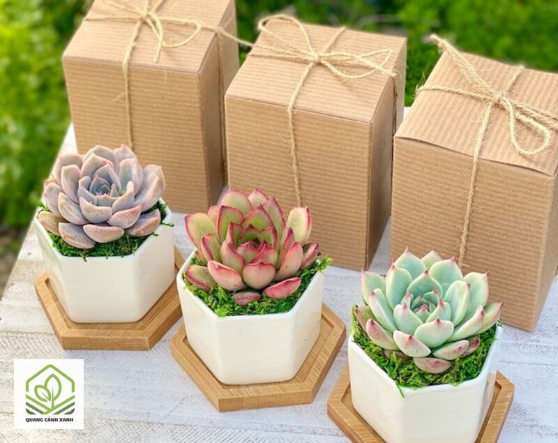 Cây cảnh tặng Trung thu - Vì sao nên nghiêng về cây để bàn và cây trong nhà Cây cảnh tặng Trung thu - Vì sao nên nghiêng về cây để bàn và cây trong nhà