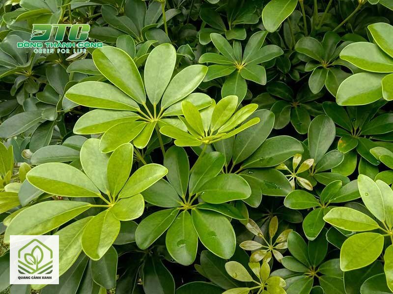 Cây chịu hạn ít cần tưới - Ba kiểu người nên chọn nhóm này Cây chịu hạn ít cần tưới - Ba kiểu người nên chọn nhóm này