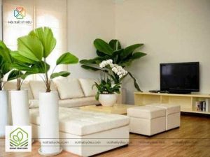 cay de phong khach hop phong thuy 1