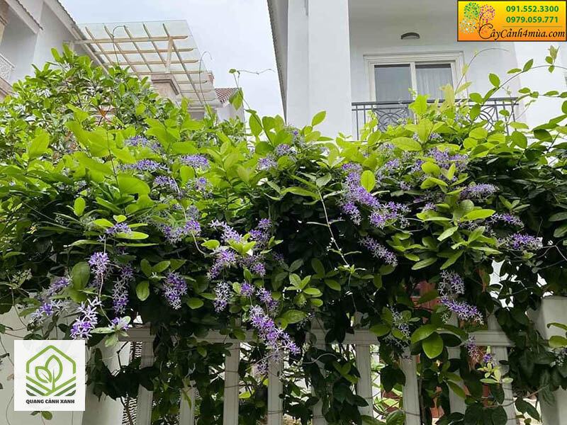 Cây leo giàn hoa đẹp - Tải trọng là lý do phổ biến nhất khiến giàn sập