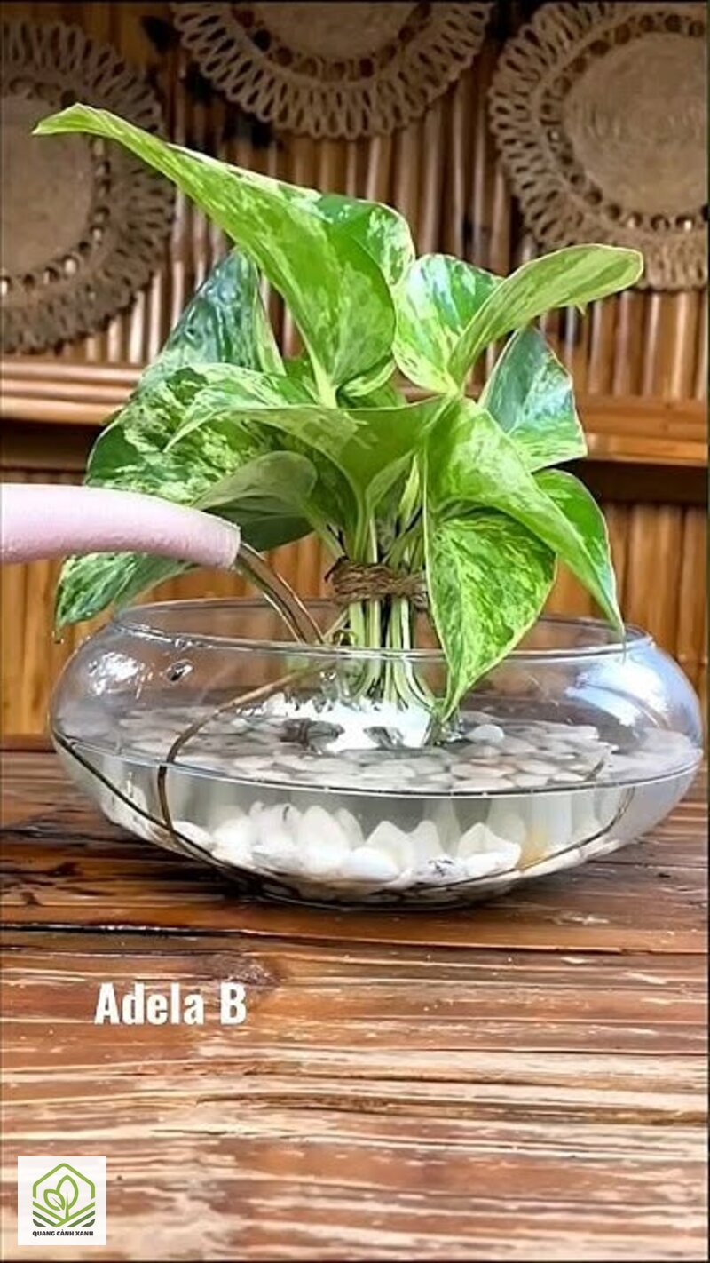 Cây phong thủy hợp mệnh Thủy - Nhóm cây thường được gắn với mệnh Thủy và điều kiện sống thật Cây phong thủy hợp mệnh Thủy - Nhóm cây thường được gắn với mệnh Thủy và điều kiện sống thật