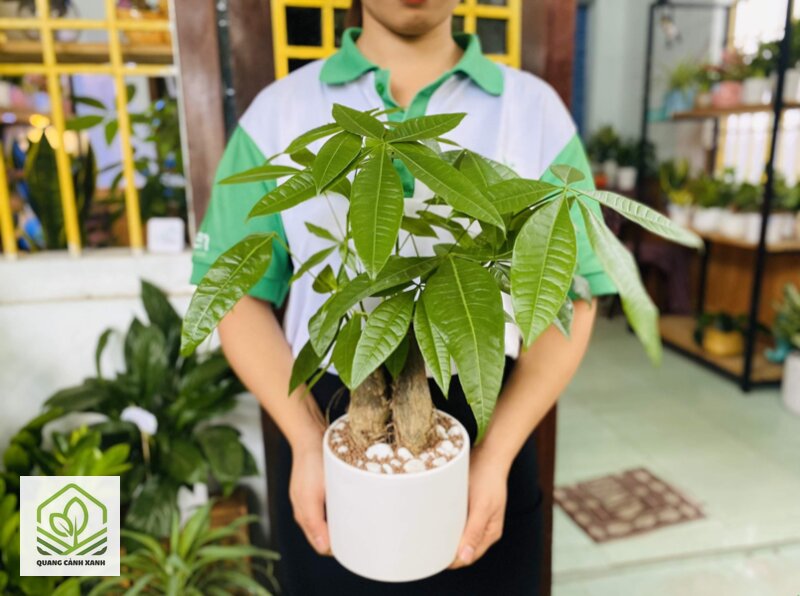 Cây phong thủy hợp mệnh Thủy - Mực nước và chuyện úng thân Cây phong thủy hợp mệnh Thủy - Mực nước và chuyện úng thân