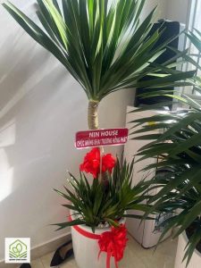 cay tang khai truong y nghia 1