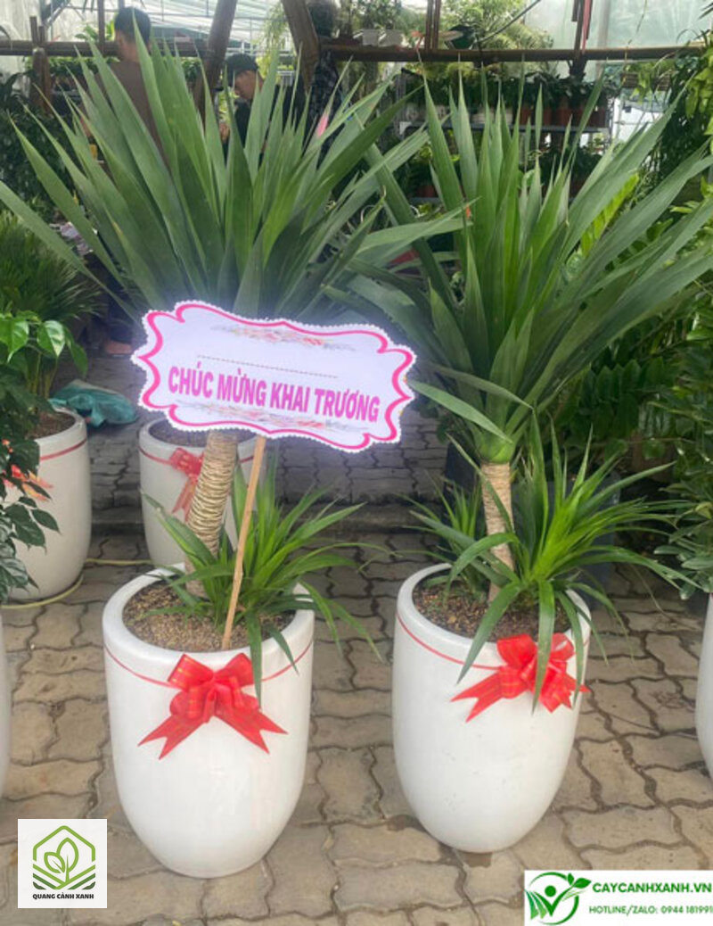 Cây tặng khai trương ý nghĩa - Văn phòng máy lạnh và mặt bằng cửa hàng là hai môi trường khác nhau Cây tặng khai trương ý nghĩa - Văn phòng máy lạnh và mặt bằng cửa hàng là hai môi trường khác nhau