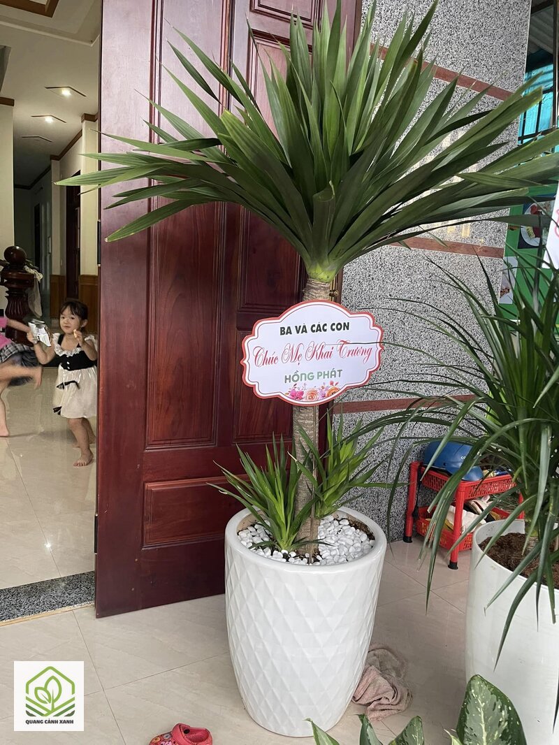 Cây tặng khai trương ý nghĩa - Đo bằng chỗ trống thật Cây tặng khai trương ý nghĩa - Đo bằng chỗ trống thật