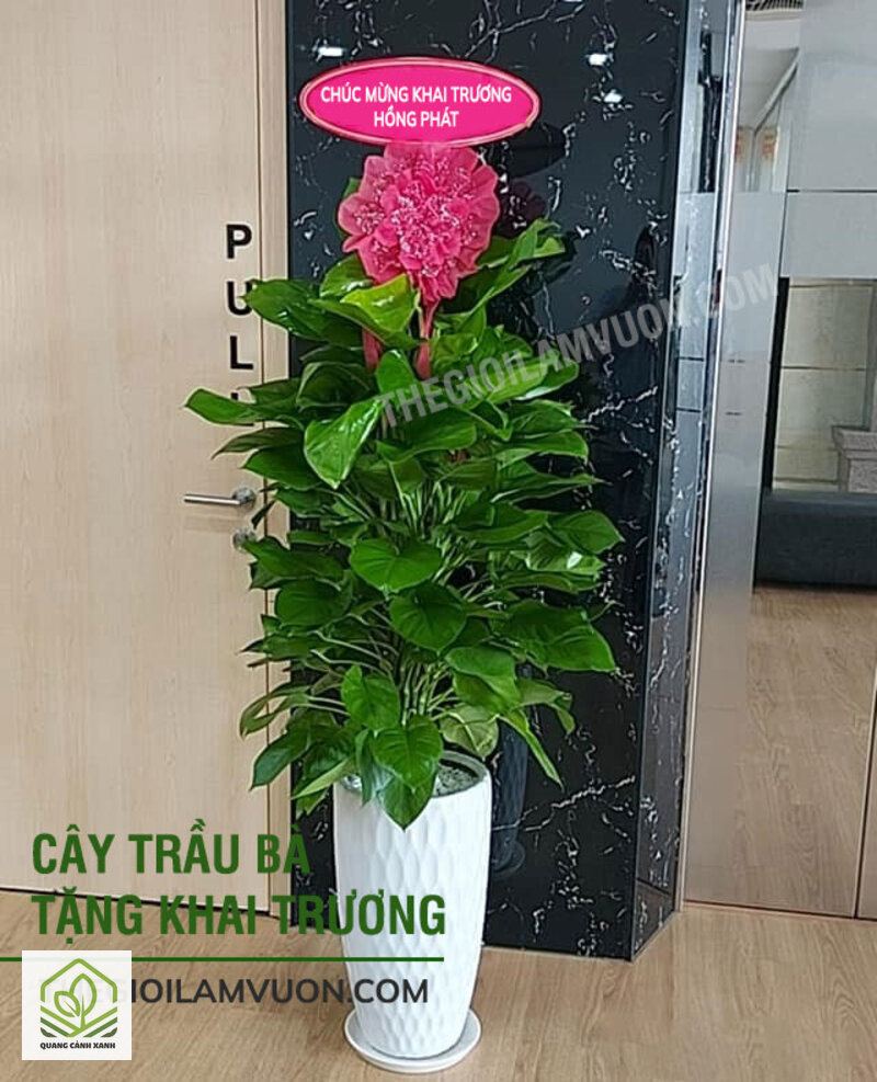 Cây tặng khai trương ý nghĩa - Cây tặng khai trương ý nghĩa theo quan niệm phong thủy Cây tặng khai trương ý nghĩa - Cây tặng khai trương ý nghĩa theo quan niệm phong thủy