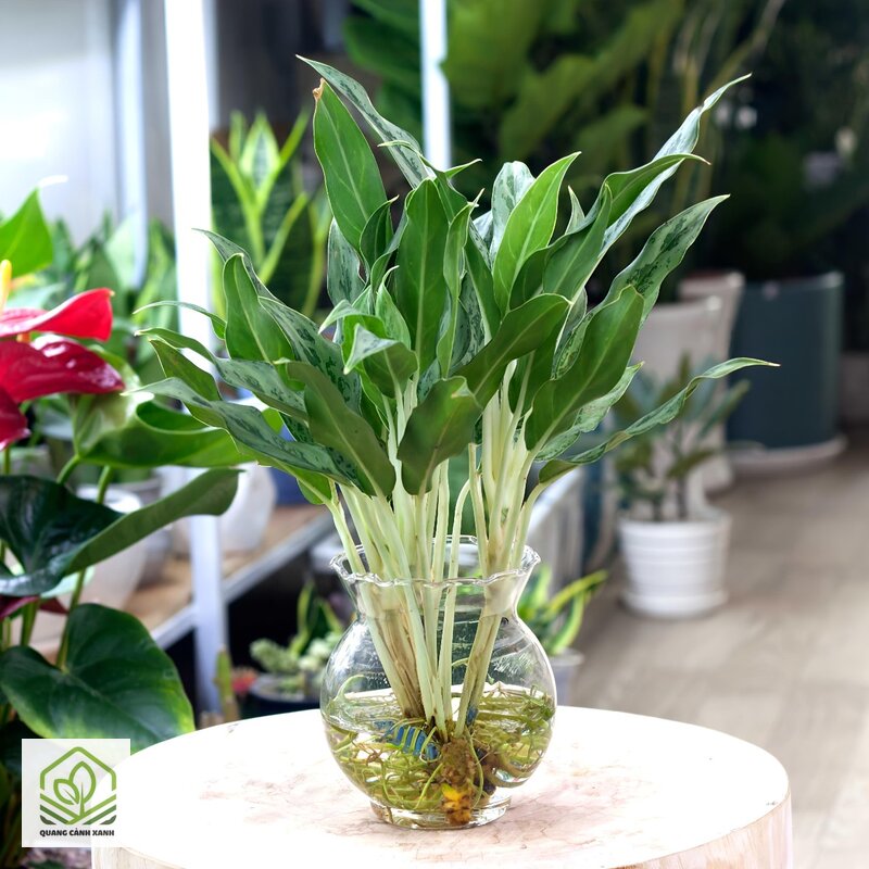 Cây thủy sinh để bàn văn phòng - Không lo tưới quá hay quên tưới