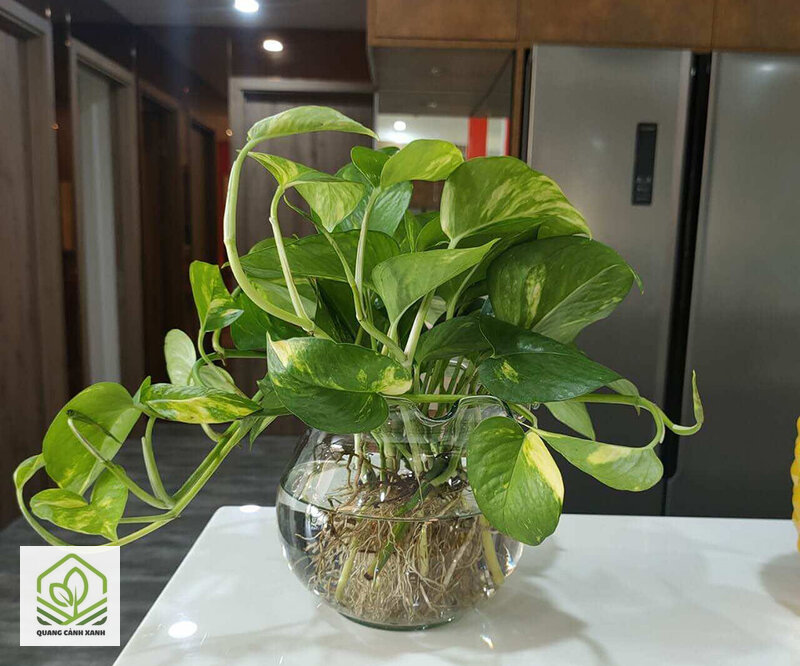 Cây thủy sinh để bàn văn phòng - Tần suất thay và cách rửa rễ